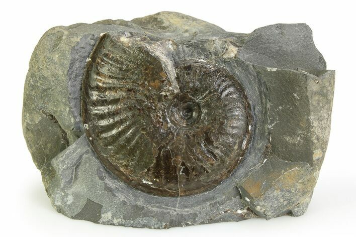 Jurassic Ammonite (Pseudolioceras) Fossil - England #351249